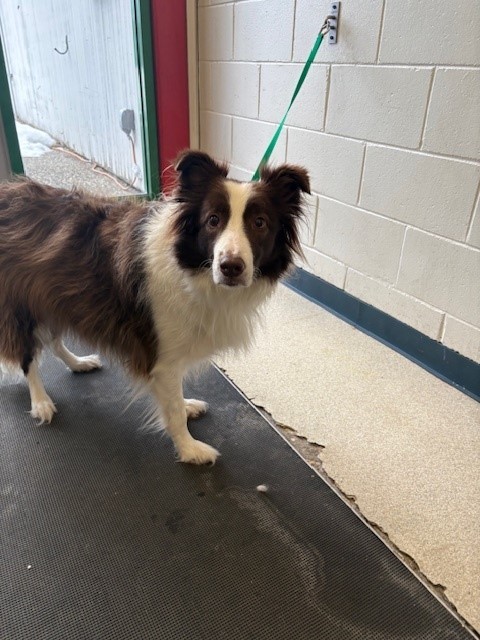 Dog For Adoption - Ginger, A Border Collie Mix In Anchorage, Ak 