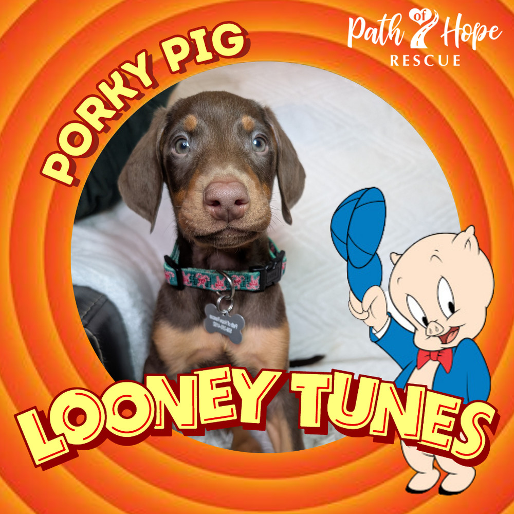 Porky Pig