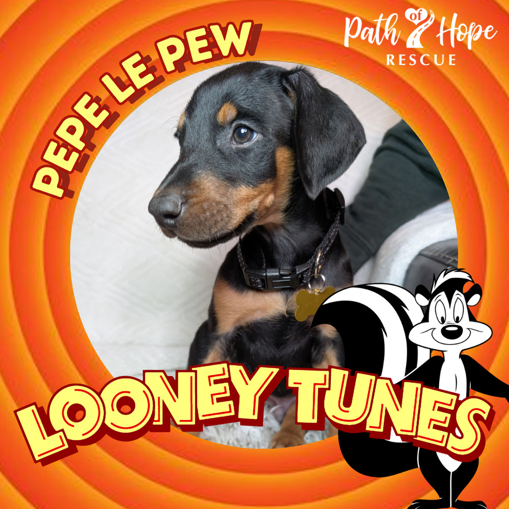 Pepe Le Pew