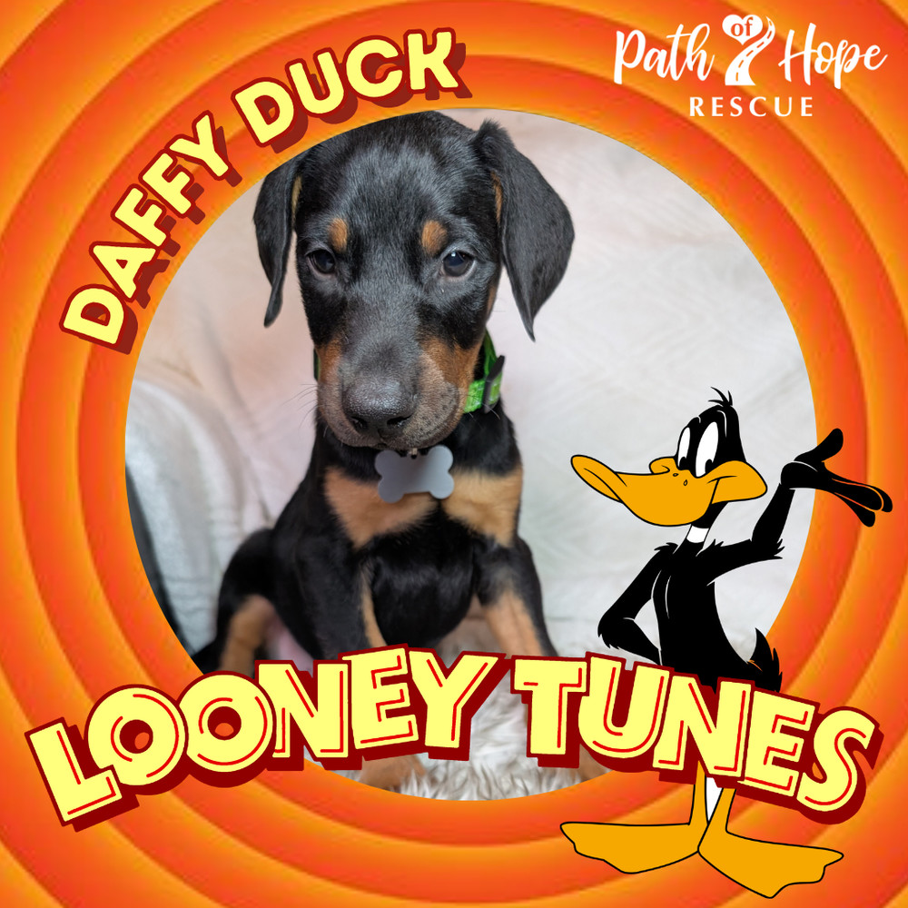 Daffy Duck