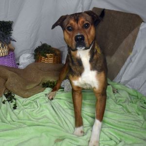 Hondo, Adult Male Pit Bull Terrier