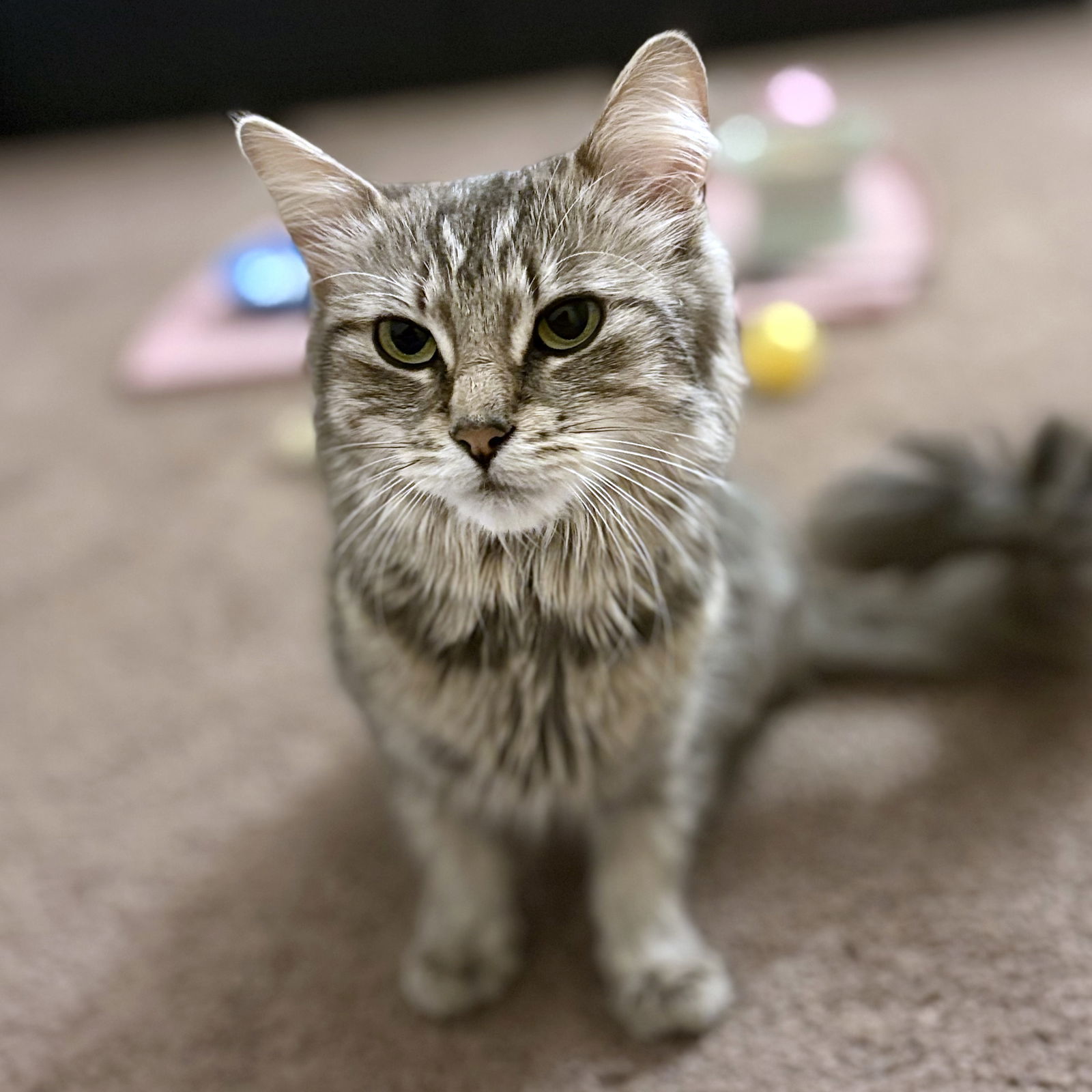 Cinderella, an adoptable Domestic Long Hair, Siberian in Island Lake, IL, 60042 | Photo Image 1