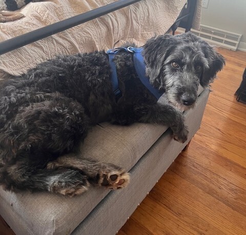 Alice Coal, an adoptable Aussiedoodle in Waunakee, WI, 53597 | Photo Image 1