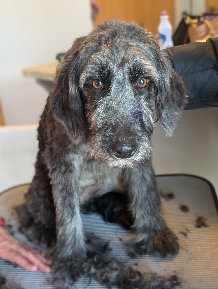 Alice Coal, an adoptable Aussiedoodle in Waunakee, WI, 53597 | Photo Image 2