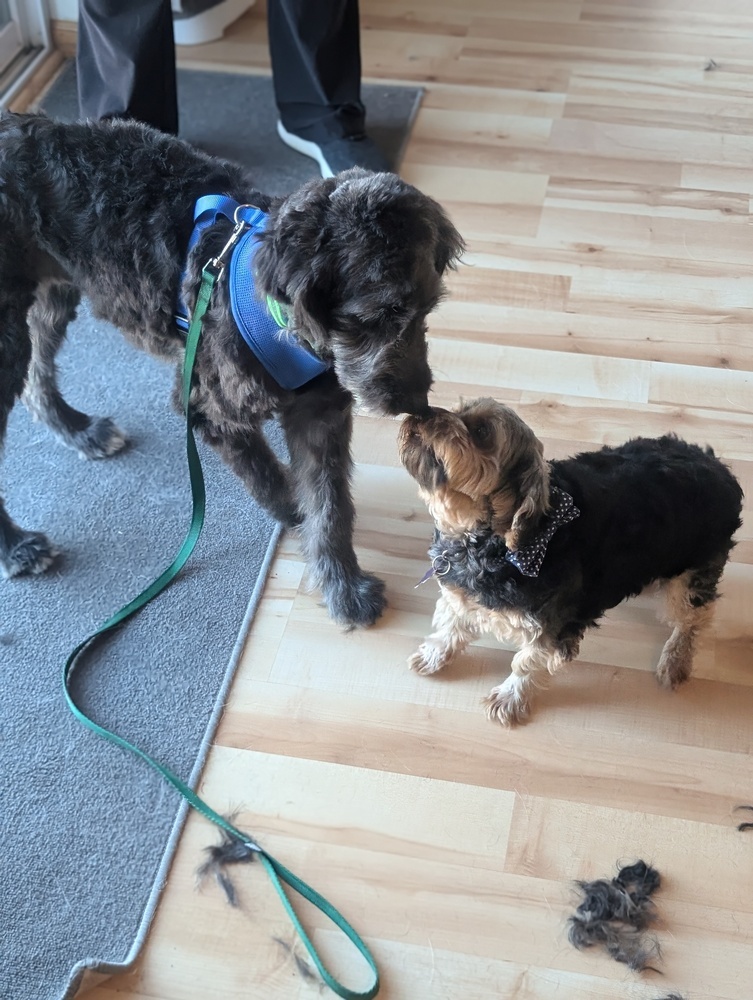 Alice Coal, an adoptable Aussiedoodle in Waunakee, WI, 53597 | Photo Image 3