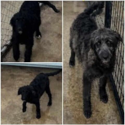 Alice Coal, an adoptable Aussiedoodle in Waunakee, WI, 53597 | Photo Image 4