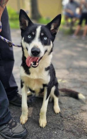 Hi there Im Hunter Im only 1and a half years old playful and full of curiosity Every day is a