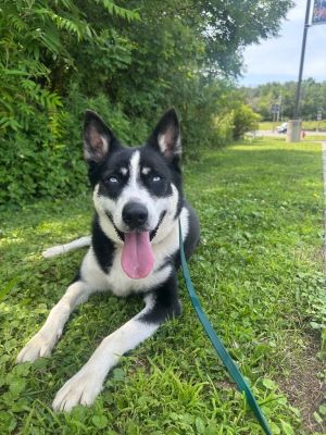 Hunter / Koda Husky Dog
