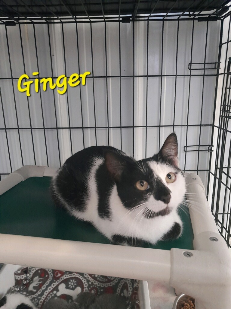 Ginger