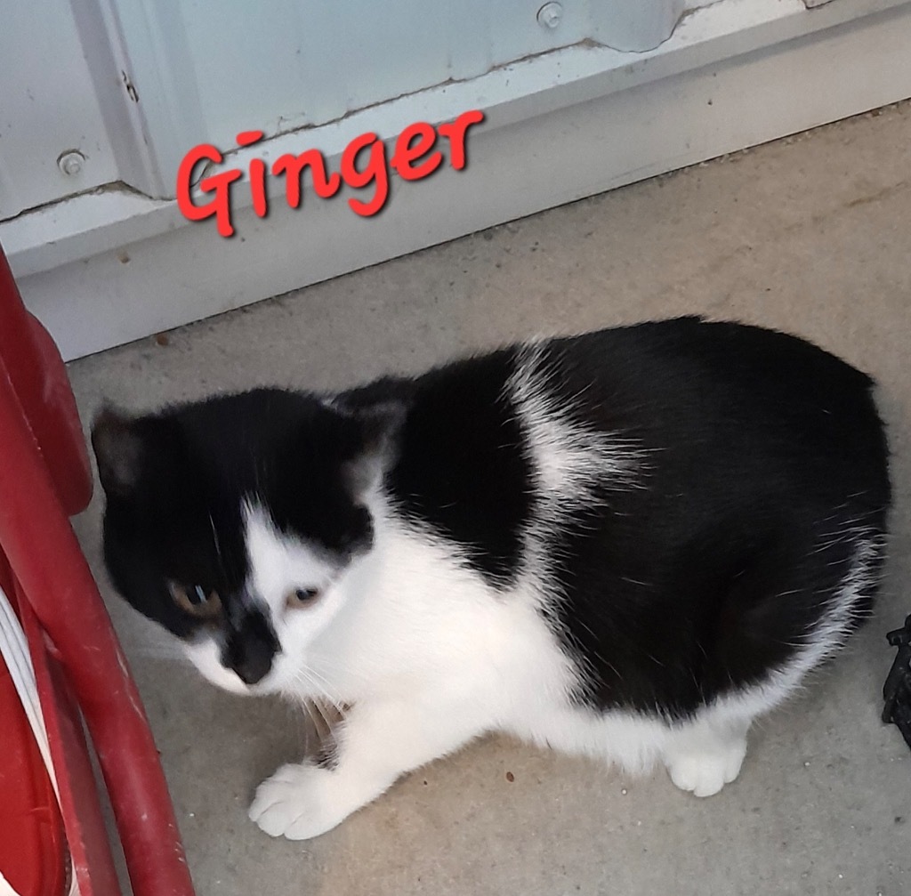 Ginger