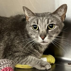 Fifi, Senior Female Domestic Short Hair