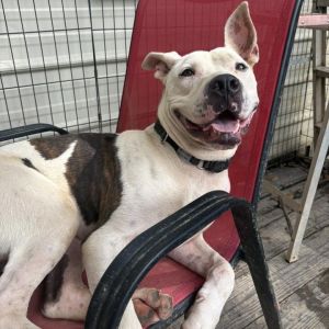 Logan (Adoption Fee-SPONSORED!)