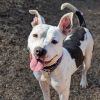 Logan (Adoption Fee-SPONSORED!) photo 2