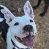 Logan (Adoption Fee-SPONSORED!) photo 3