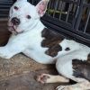 Logan (Adoption Fee-SPONSORED!) photo 4