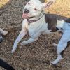 Logan (Adoption Fee-SPONSORED!) photo 5