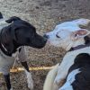 Logan (Adoption Fee-SPONSORED!) photo 6