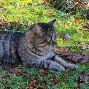 MatKat, Adult Male Domestic Short Hair