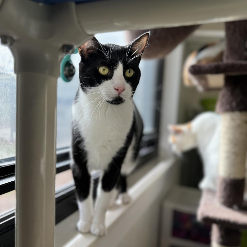 Puddin, an adoptable Domestic Short Hair in Albert Lea, MN, 56007 | Photo Image 1