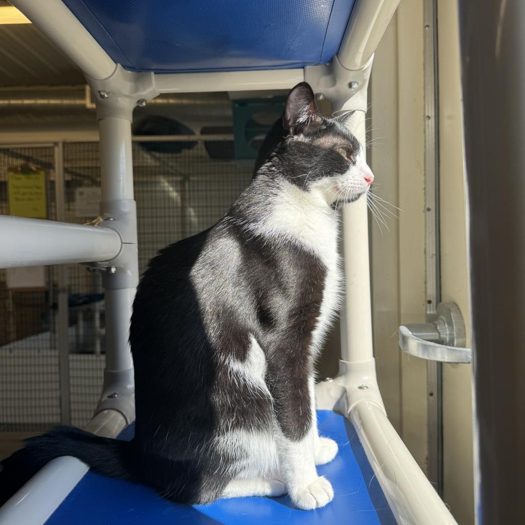 Puddin, an adoptable Domestic Short Hair in Albert Lea, MN, 56007 | Photo Image 3