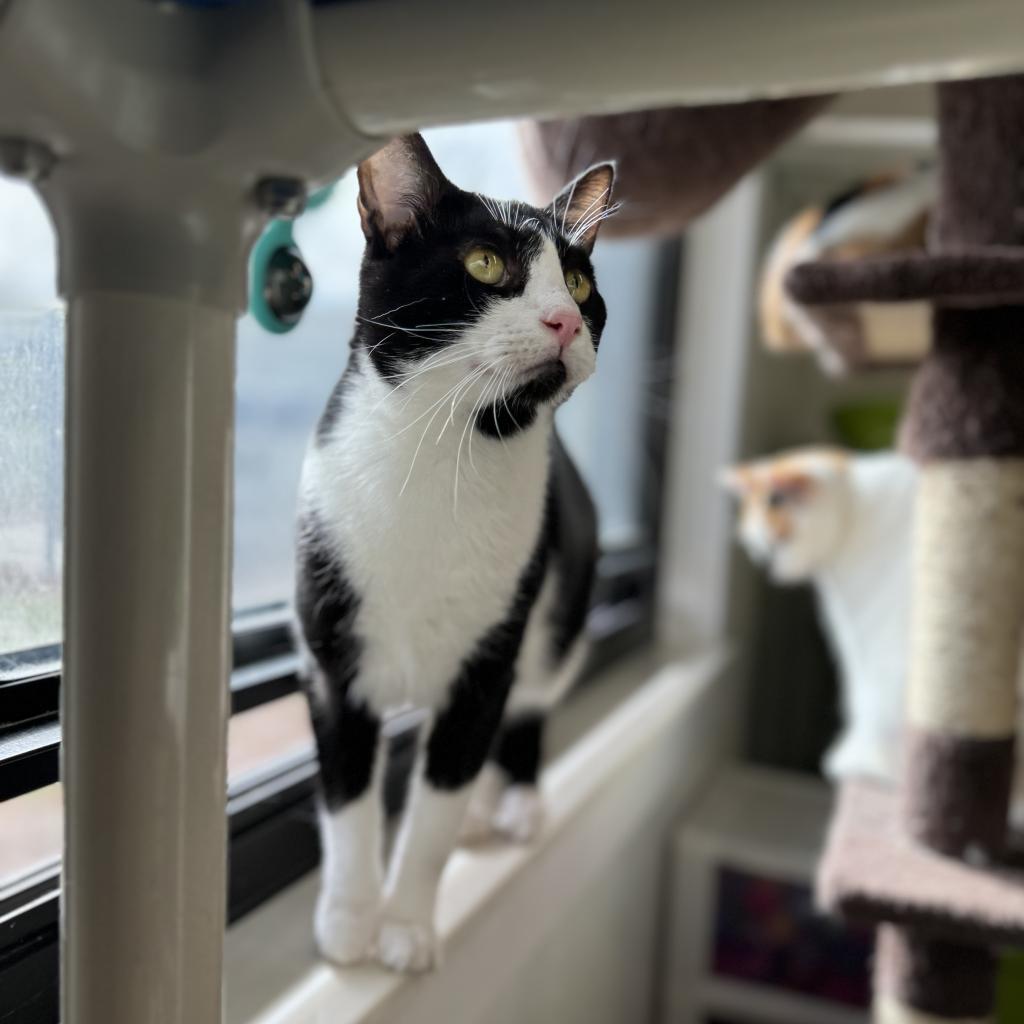 Puddin, an adoptable Domestic Short Hair in Albert Lea, MN, 56007 | Photo Image 4