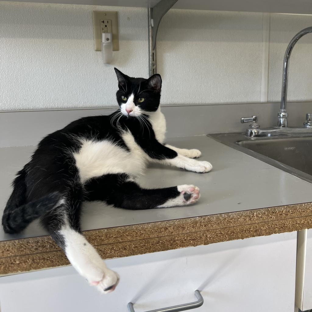 Puddin, an adoptable Domestic Short Hair in Albert Lea, MN, 56007 | Photo Image 5