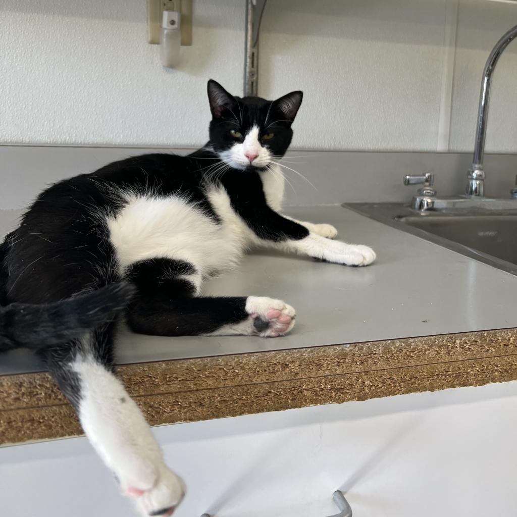 Puddin, an adoptable Domestic Short Hair in Albert Lea, MN, 56007 | Photo Image 6