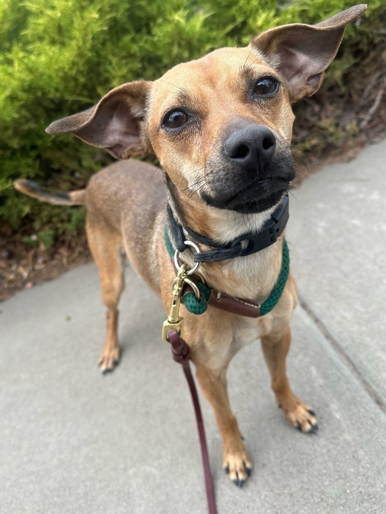 Styx, an adoptable Italian Greyhound, Chihuahua in Bend, OR, 97701 | Photo Image 1