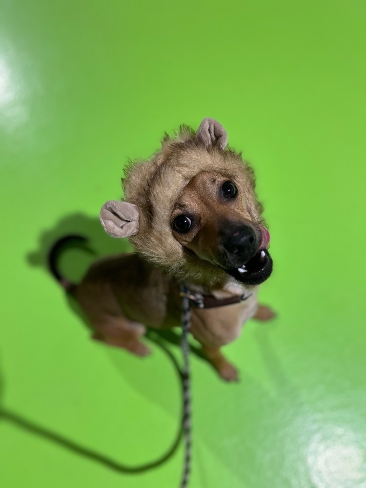 Styx, an adoptable Italian Greyhound, Chihuahua in Bend, OR, 97701 | Photo Image 3