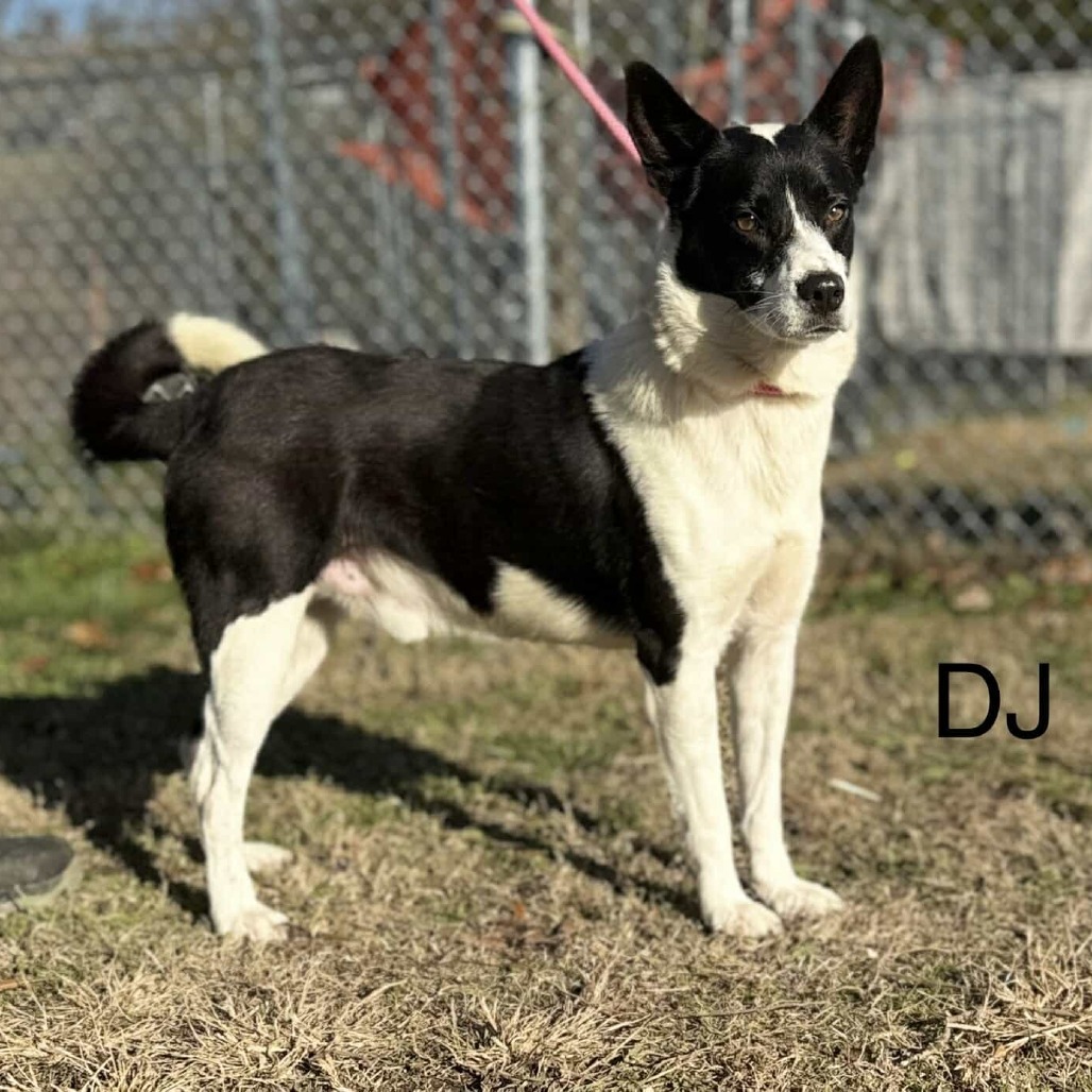 DJ