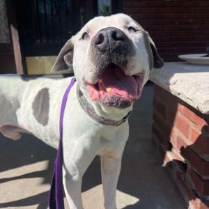 Abner, Senior Male unknown