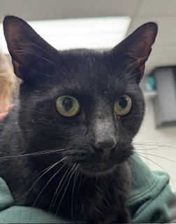 Vander, an adoptable Domestic Short Hair in Grand Junction, CO, 81505 | Photo Image 1