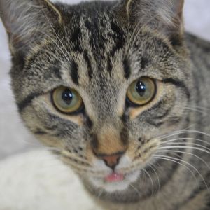 Chip, Young Male unknown