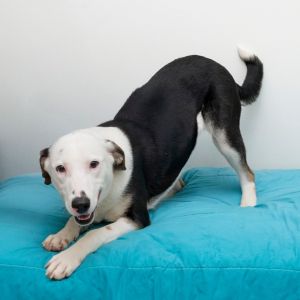 Lollie, Adult Female Mixed Breed