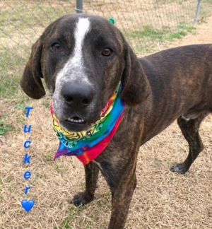 Tucker is a 78 lb male plott houndLouisiana catahoula leopard mix estimated birthday December 2023