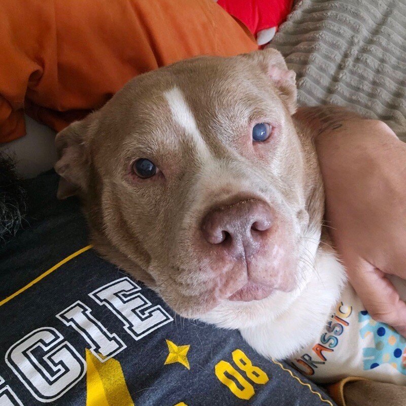CRYSTAL NOEL - SEEKING OLDER ADOPTER, an adoptable Pit Bull Terrier in lawton, OK, 73507 | Photo Image 1