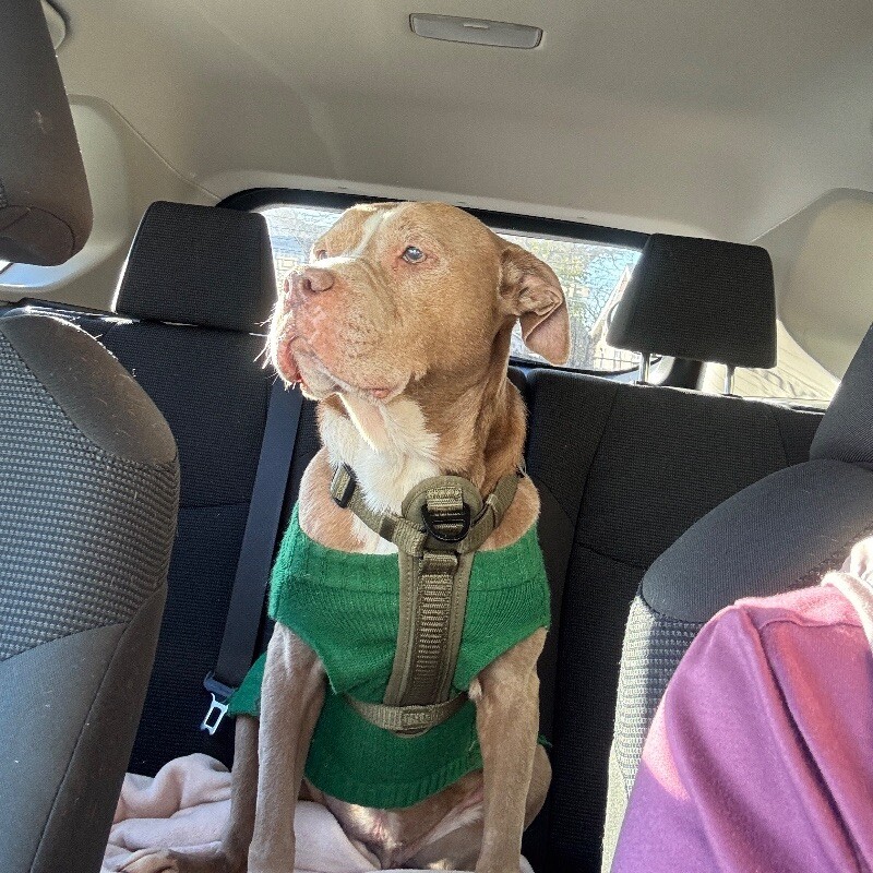 CRYSTAL NOEL - SEEKING OLDER ADOPTER, an adoptable Pit Bull Terrier in lawton, OK, 73507 | Photo Image 2