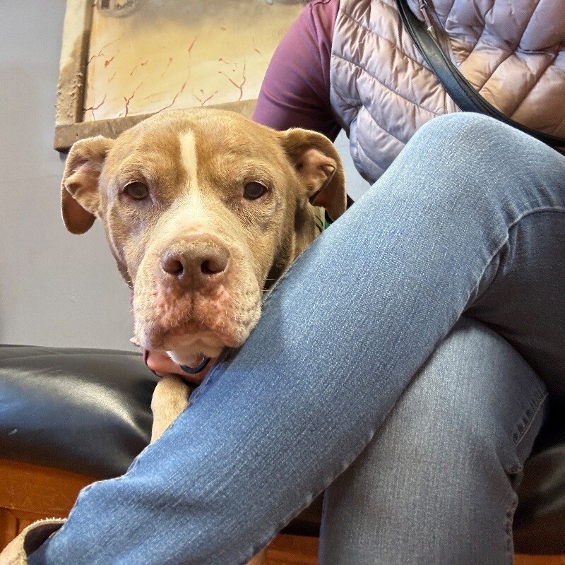 CRYSTAL NOEL - SEEKING OLDER ADOPTER, an adoptable Pit Bull Terrier in lawton, OK, 73507 | Photo Image 4