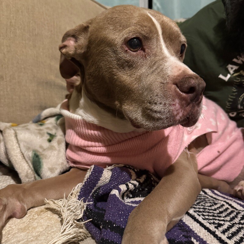 CRYSTAL NOEL - SEEKING OLDER ADOPTER, an adoptable Pit Bull Terrier in lawton, OK, 73507 | Photo Image 5
