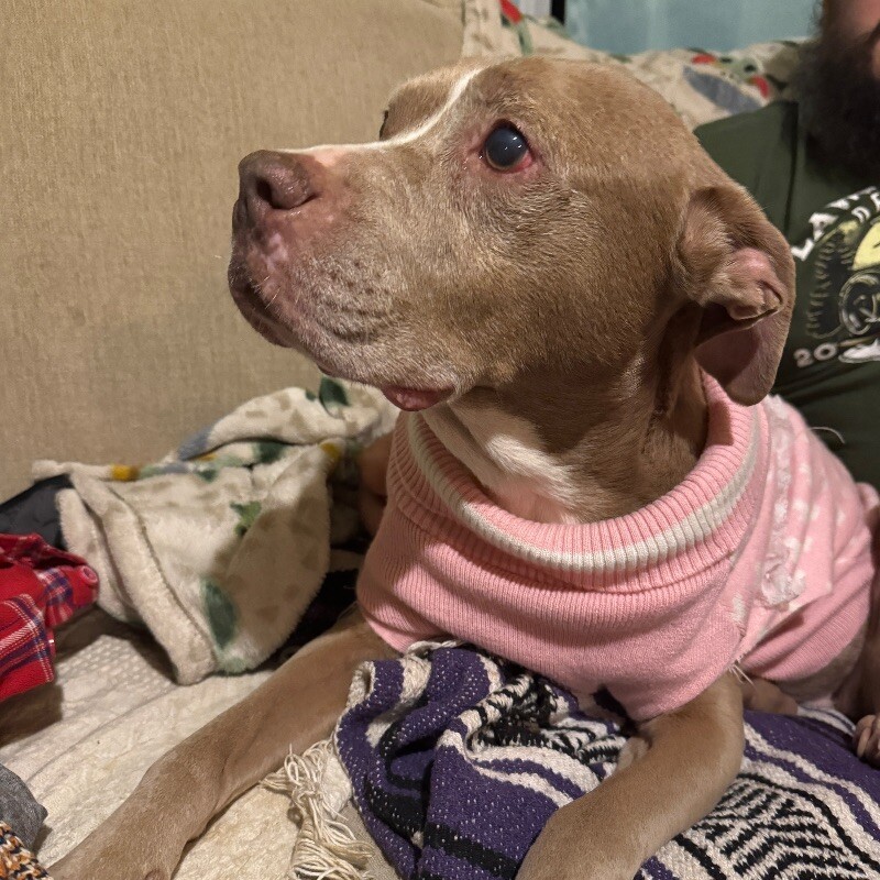 CRYSTAL NOEL - SEEKING OLDER ADOPTER, an adoptable Pit Bull Terrier in lawton, OK, 73507 | Photo Image 6