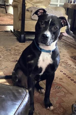 Say hello to Barbara This sweet and easygoing girl is crate trained potty trained and perfectly c