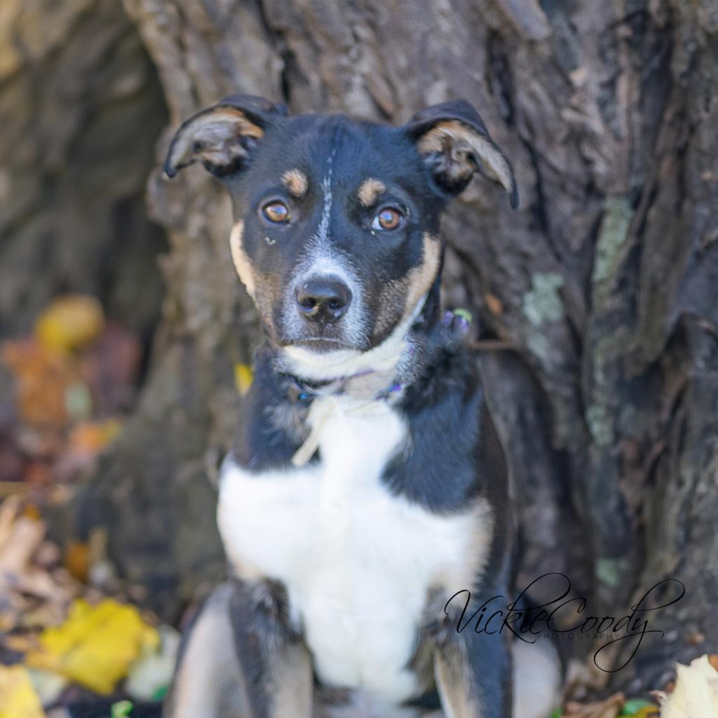 Bone Jovi, an adoptable Shepherd in Abilene, TX, 79602 | Photo Image 2