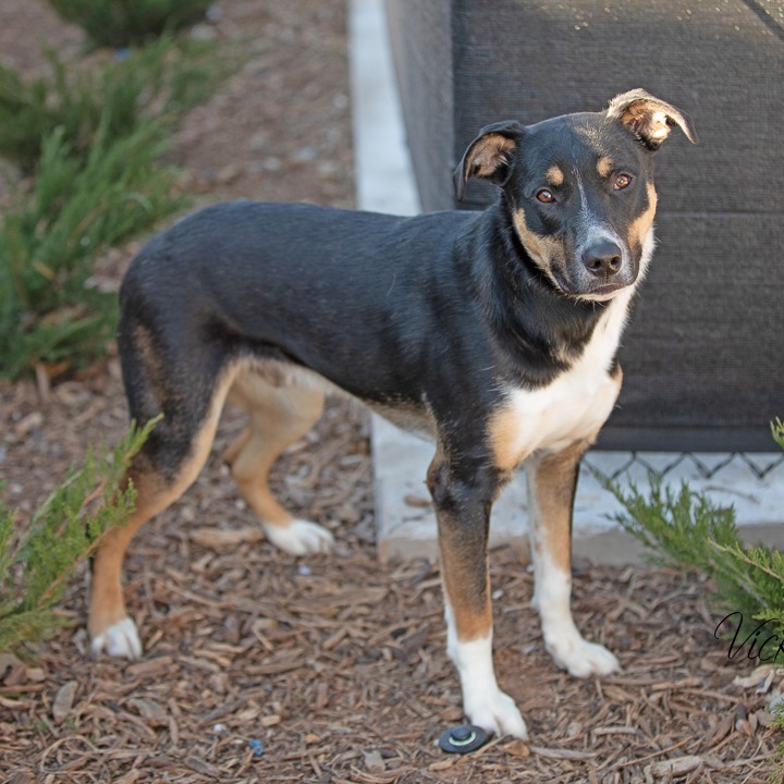 Bone Jovi, an adoptable Shepherd in Abilene, TX, 79602 | Photo Image 3