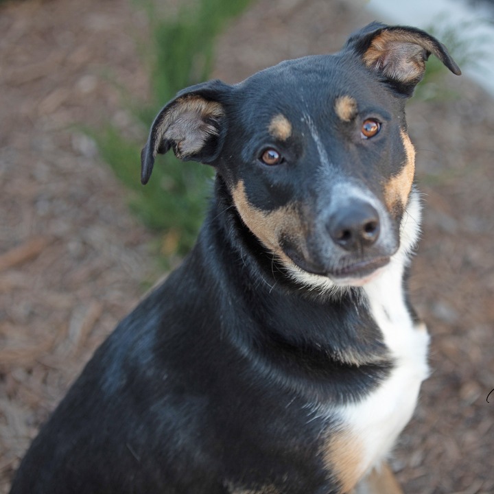 Bone Jovi, an adoptable Shepherd in Abilene, TX, 79602 | Photo Image 4