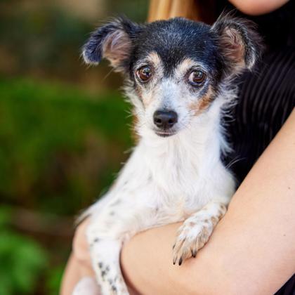 Lavi, an adoptable Papillon, Mixed Breed in Carrollton, TX, 75006 | Photo Image 1