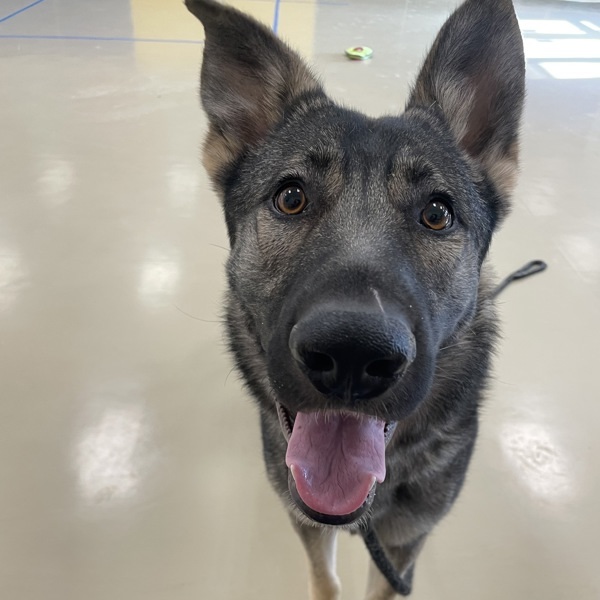 Dog For Adoption Gojo A German Shepherd Dog Mix In Des Moines Ia