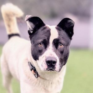 Benny, Adult Male Siberian Husky