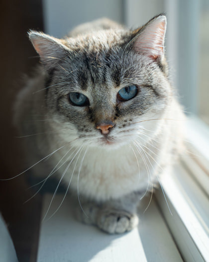 Electra, an adoptable Domestic Short Hair in Pequot Lakes, MN, 56472 | Photo Image 1