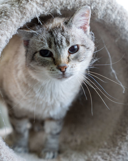 Electra, an adoptable Domestic Short Hair in Pequot Lakes, MN, 56472 | Photo Image 1