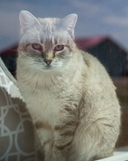 Electra, an adoptable Domestic Short Hair in Pequot Lakes, MN, 56472 | Photo Image 2